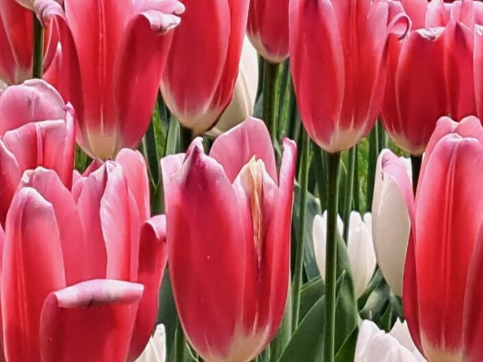 Tulips