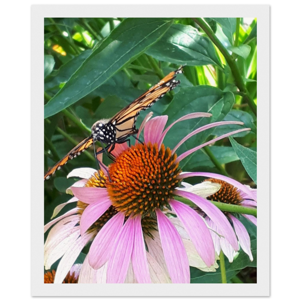 1065336c-b7b0-4b0c-92cb-2df4eb1f32b7