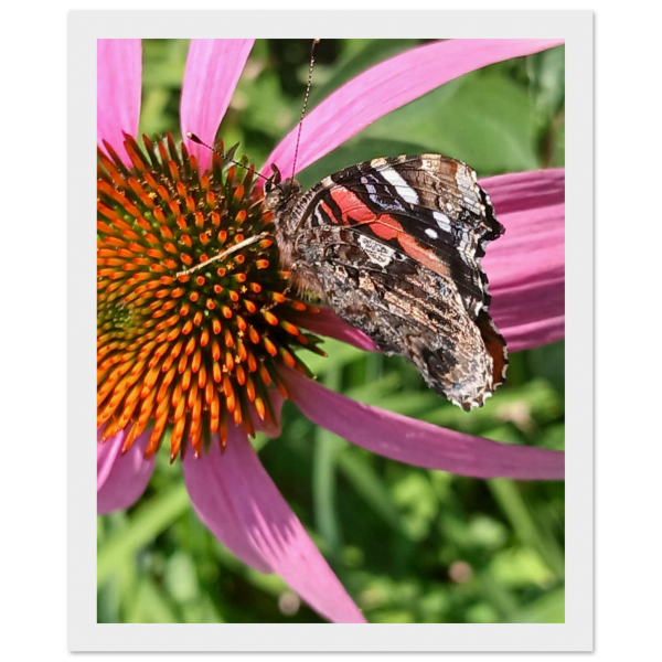 1d96fafe-499e-4f33-82f4-342d8a25a15f