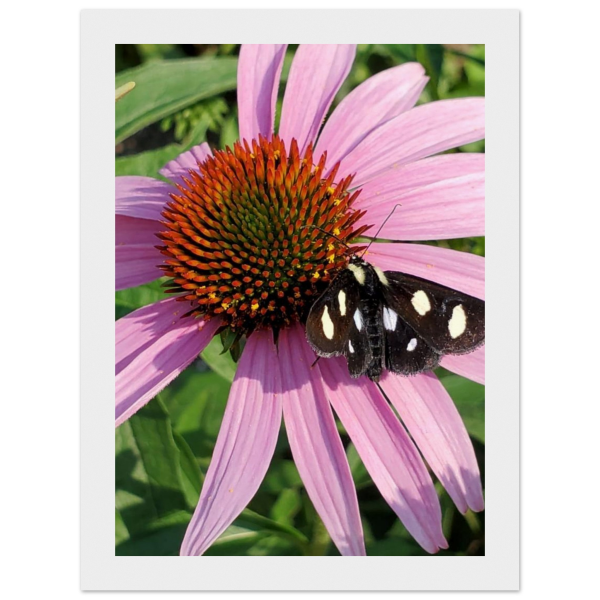 42886850-b7cb-4423-a232-e20e88cbdf8e