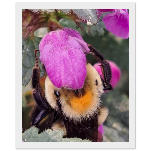 bedc85e8-4682-4d80-9f58-e9720ea556d1